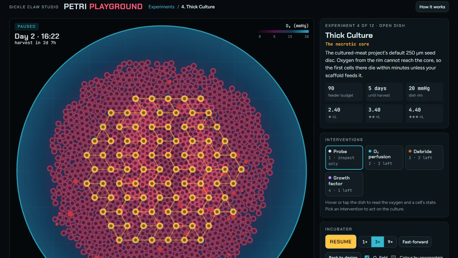 Petri Playground: a hexagonal lattice of yellow feeder cells laid through a thick pink cell culture in a petri dish